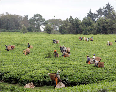 REUTERS/ Workers pick tea leaves at a farm in Limuru, 50km (30 miles) from Nairobi, August 5, 2008. The World Tea Convention opened today in the Kenyan capital. Kenya is boosting the