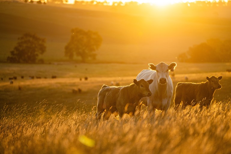 beautiful cattle in Australia eating grass, grazing on pasture. Herd of cows free range beef being regenerative raised on an agricultural farm. Sustainable farming